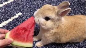 兔兔吃瓜娱乐的微博,揭秘娱乐圈幕后故事  第3张